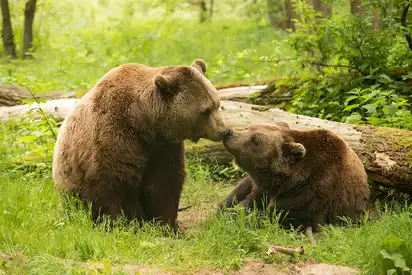 Zwei Bären aus dem Bärenwald Müritz - Leitner Reisen