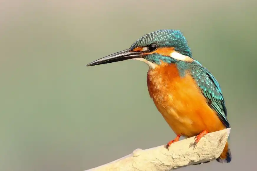 Eisvogel - Leitner Reisen