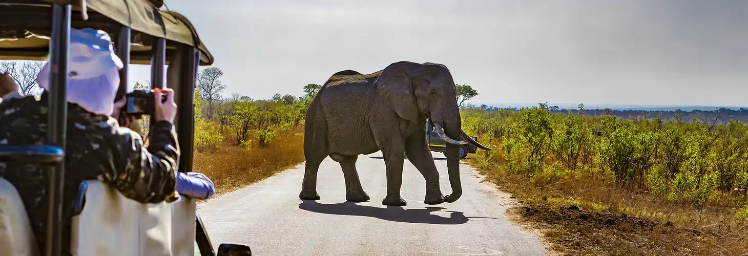 Elefanten- Safari im Krüger Nationalpark in Süfafrika