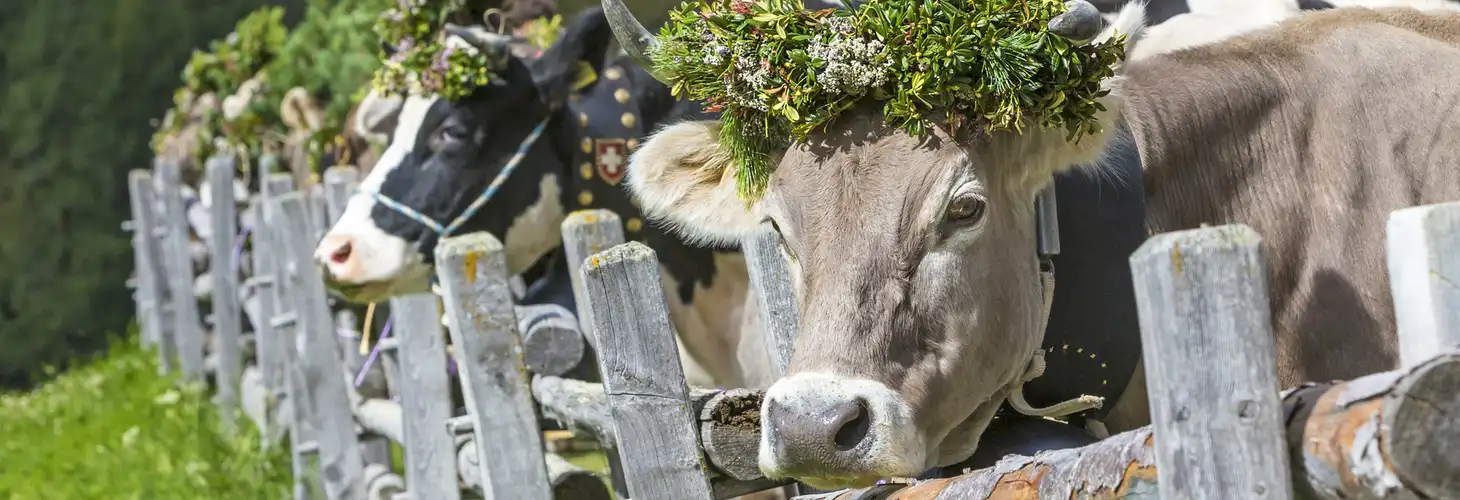 festlich geschmückte Kuh beim Almabtrieb