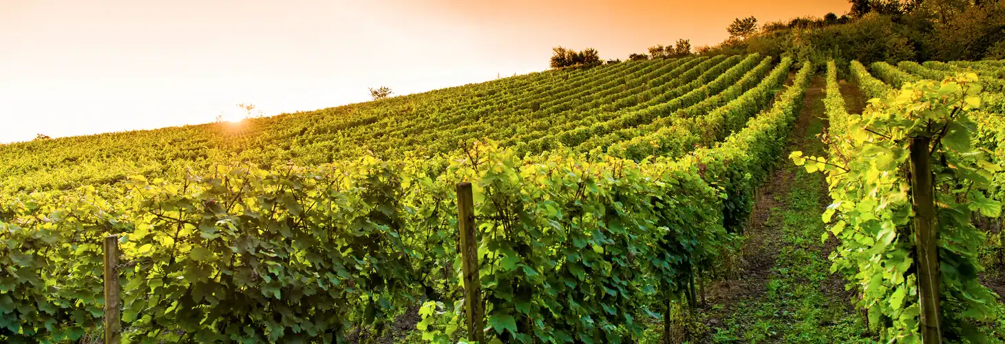 Weinberge im Herbst
