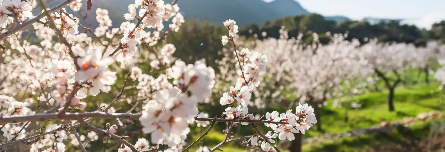 Mandelblüten