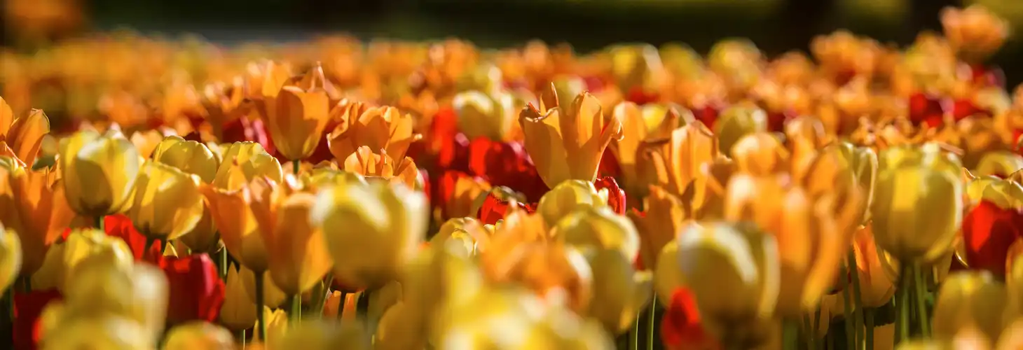 Tulpenfeld im Arboretum Volji Potok