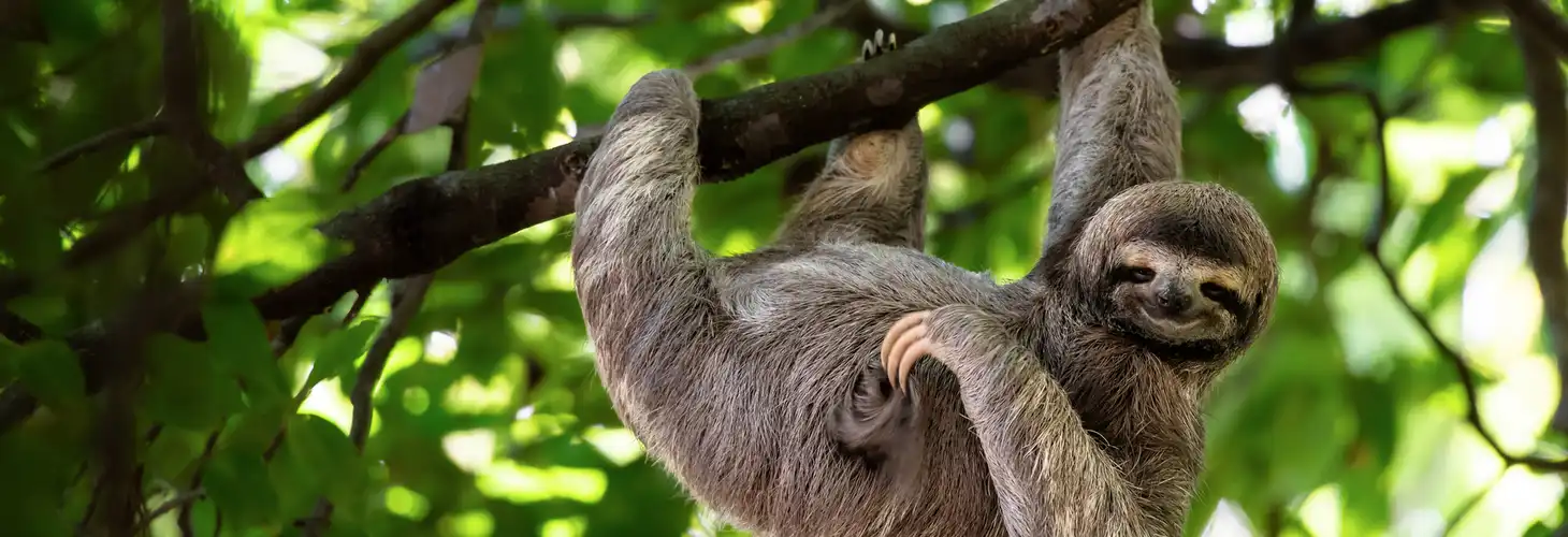 Faultier in Costa Rica