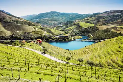 Weinberge im Tal des Flusses Douro,Portugal