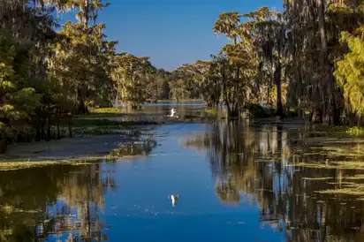 Cajun-Sumpf &amp; Martin-See,in der Nähe von Breaux Bridge und Lafayette Louisiana