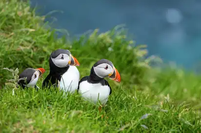 Drei Papageitaucher im Gras mit unscharfem Hintergrund.