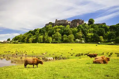 Hochlandrinder vor Stirling Castle in Schottland, Vereinigtes Königreich