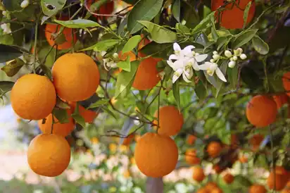Orangenbaum