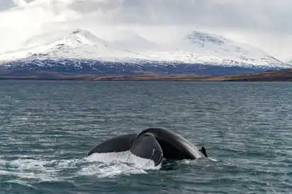 Walbeobachtung vor den Gletschern nahe Akureyri, Island