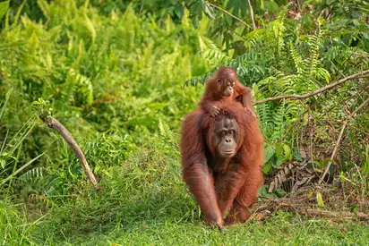 Orang Utan mit Nachwuchs im Schutzgebiet, Malaysia