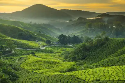 Cameron Highlands in Malaysia