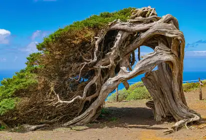 Der Phönizische Wacholder ist der heilige Baum und zugleich Wahrzeichen von El Hierro, Kanaren
