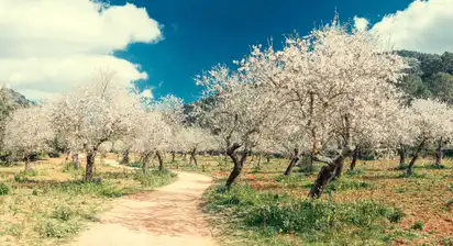 Mandelblüte auf Mallorca