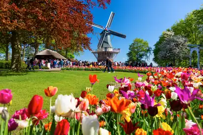 Blühende Tulpen vor einer Windmühle im Park bei Sonnenschein.
