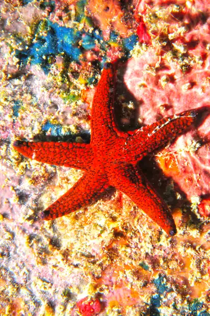 Seychellen - Unterwasserwelt Seestern