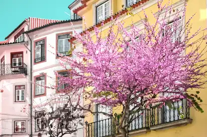 Die Mandelblüte in Portugal