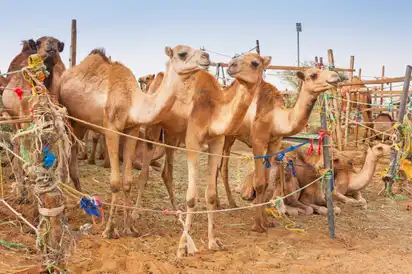 Kamel Markt Al Ain