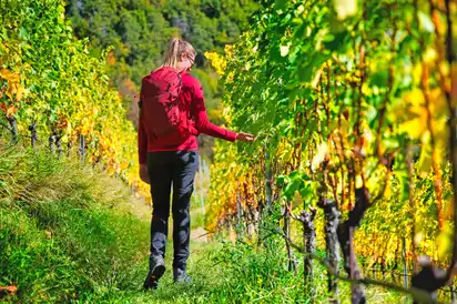 Wandern Sie entlang der Weinberge in Südtirol