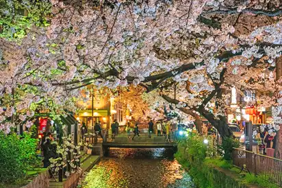 Kirschblüte, Kawaramachi und Shijo, Kyoto, Japan