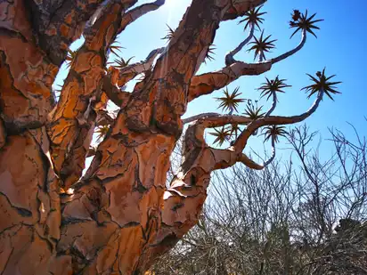 Quivertree Forest