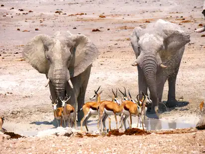 Elefanten und Springböcke Etosha Nationalpark