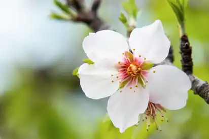 Frühlingserwachen an der Algarve – Sonne, Blüten, Meeresluft
