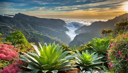 Botanical garden on a tropical island