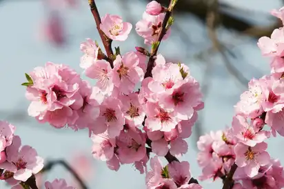 Mandelblüte