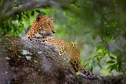 Sri Lankan leopard