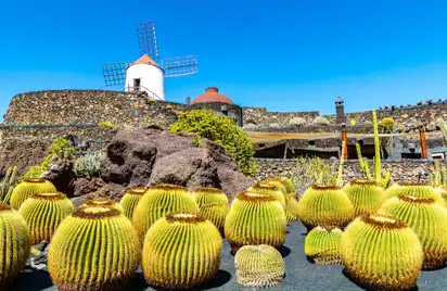 Kakteen und eine Windmühle in einem botanischen Garten bei sonnigem Wetter.