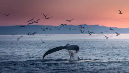 Buckelwalfluke in der Dämmerung vor den Küsten Grönlands, umgeben von fliegenden Möwen.