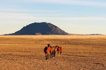 Wild horses of the Namib
