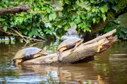 Wilde Schildkröten im Tortuguero Nationalpark, Costa Rica.