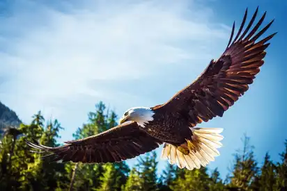 Weißkopfseeadler im Flug vor einem blauen Himmel und grünen Bäumen im Hintergrund.