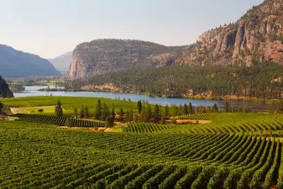 Weinberge, British-Columbia