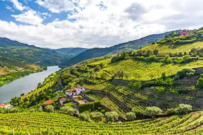Landschaft des Flusses Douro Region in Portugal - Weinberge