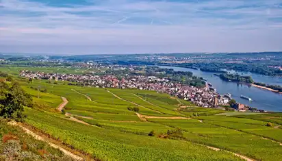 Landschaft mit Weinhängen und Blick auf eine Stadt am Flussufer, bei sonnigem Wetter.