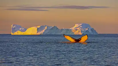Whale Tauchen bei Ilulissat unter Eisbergen. Ihre Quelle ist der Jakobshavn-Gletscher. Die Quelle der Eisberge ist eine globale Erwärmung und katastrophales Auftauen von Eis, Disko Bay, Grönland