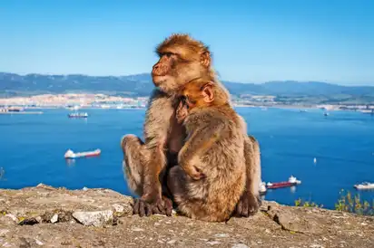 Zwei Berberaffen sitzen eng beieinander auf einer Mauer mit Blick auf das Meer. Im Hintergrund sind einige Schiffe zu sehen. Die Landschaft ist klar und sonnig.