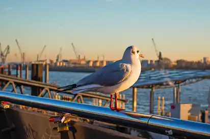 Möwe guckt auf Hamburger Hafen, Deutschland