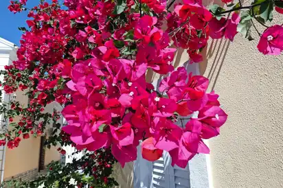 Bougainvilleablüte