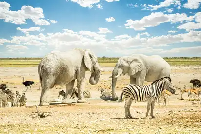 Gruppe wilder Tiere im Etosha Park in Namibia