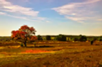 Lüneburger Heide bei Undeloh, Deutschland