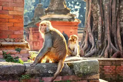 Tempel mit heimischen Affen, Thailand