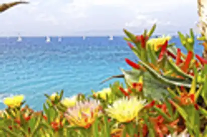 Mittagsblumen am Meer von Rhodos