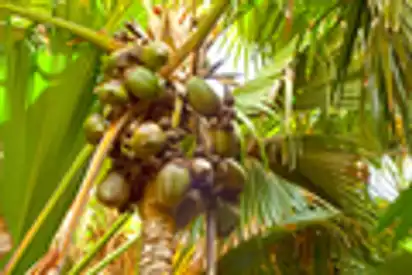 Seychellen Kokosnuss Palme