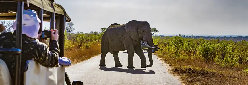 Elefanten- Safari im Krüger Nationalpark in Süfafrika