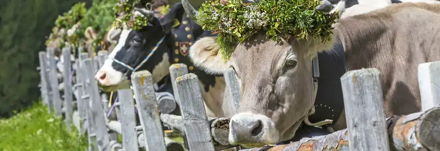 festlich geschmückte Kuh beim Almabtrieb