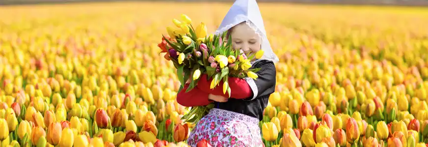 Tulpenblüte in Niederlanden
